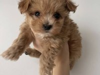 Ev üretimi gerçek TEACUP Maltipoo