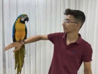 Full+Fullll Evcil Macawlar Gelip Canlı Görebilirsiz