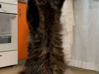 Scr li ve üretim izinli dev main coon bebekler