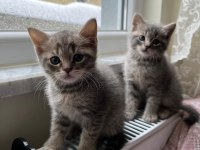 British shorthair yavrularımıza sıcak yuva arıyoruz