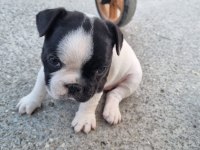 ÜÇ ADET STANDART FRENCH BULLDOG PRENSESLER