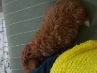 Maltipoo köpeğimi veriyorum daha yeni aldık