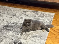 5 yaşında scootish Longhair dişi