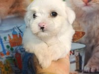 Yavru maltese köpekler