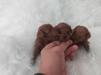 Kore toy poodle bebekler