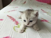 Ücretli sahiplendirilecek british shorthair