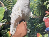 Evcil Alba Umbrella Papağanı