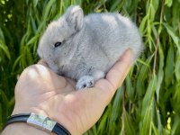 Hollanda cüce tavşanlar Netherland Dwarf
