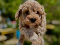 MİNİ BOY ÜST KALİTE MALTİPOO YAVRULARIMIZ TESLİME HAZIR