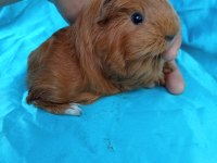 Sheltie Ginepig Yavrularımızı Görmeden Karar Vermeyin