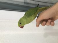 3 aylık yeme düşen paksitan yavru full evcil