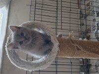 Scottish fold ve Britsh shorthair Yavrular