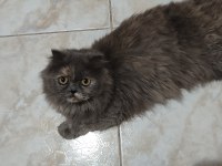 Anne Ve Yavruları Kediler