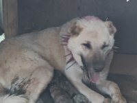 YAVRU KANGALLAR YENİ DOĞUM