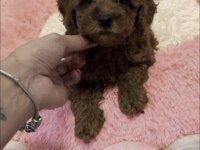 Toy Poodle Köpeğimiz