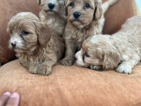 Maltipoo bebekler yeni yuvalarını arıyor