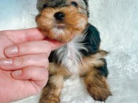 Petmode köpek çiftliğinden tea cup morki yavrularımız