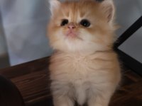 Show Kalite ny12 British Longhair