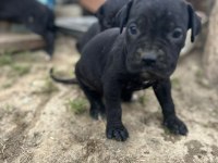 Cane corso bebek köpekler