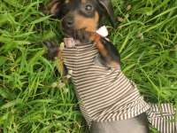 Daschund Köpeği