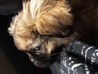 3 aylık pekinez köpeği