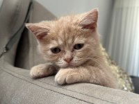 Kedimiz British Akıllı Oyun Sever