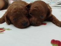 Bal kuzu poodle köpekler