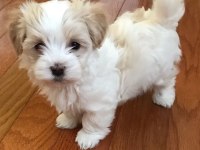 Morkie Adrese Teslim, Kapıda Ödeme Yapabilirsiniz
