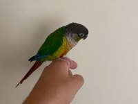 1 Yaşında Full Evcil Oyun Hamuru Green Cheek Konur