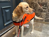Bu tatlı golden retriever kıza yuva arıyoruz