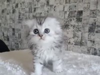 British longhair dişi erkek bebeklerimiz