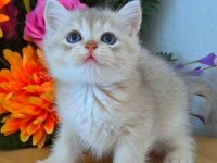 British shorthair golden ay11 ve cy12