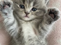 British shorthair ve longhair yavrularımıza yuva