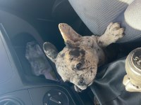 3 aylık erkek french bulldog