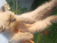 7 nisan doğumlu 2 erkek british shorthair