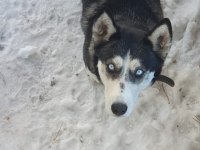 Dişi sibirya kurdumu sahiplendirmek istiyorum