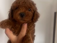 Efsane poodle yavrularım