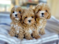 Ev Ortamında Doğan Maltipoo Bebeklerim Yeni Evini Arıyor