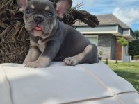 2 Renkli French Bulldog Yavruları Çiftlikten 