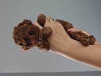 Orjinal toy poodle