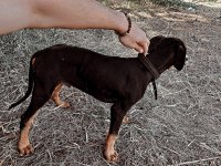 3 aylık saf kan doberman