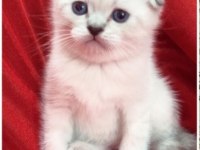 1 yetişkin 2 yavru scottish fold