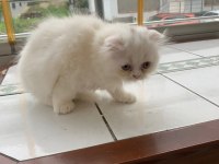 Kedi yavru british longhair dişi erkek