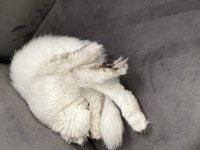 Çok uysal scottish fold