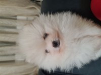 Show kalite pomeranian boo