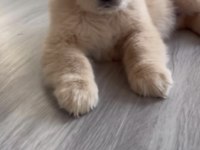 Golden Retriever Köpeğimiz