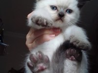 Scottish ve british shorthair 45 günlük
