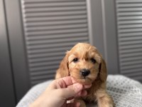 Küçük Maltipoo