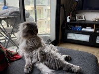 BUGÜN AKŞAMA ACİL YAVRU KEDİMİ SAHİPLENDİRİYORUM