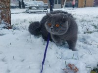 Sahibinden British Shorthair Kediler